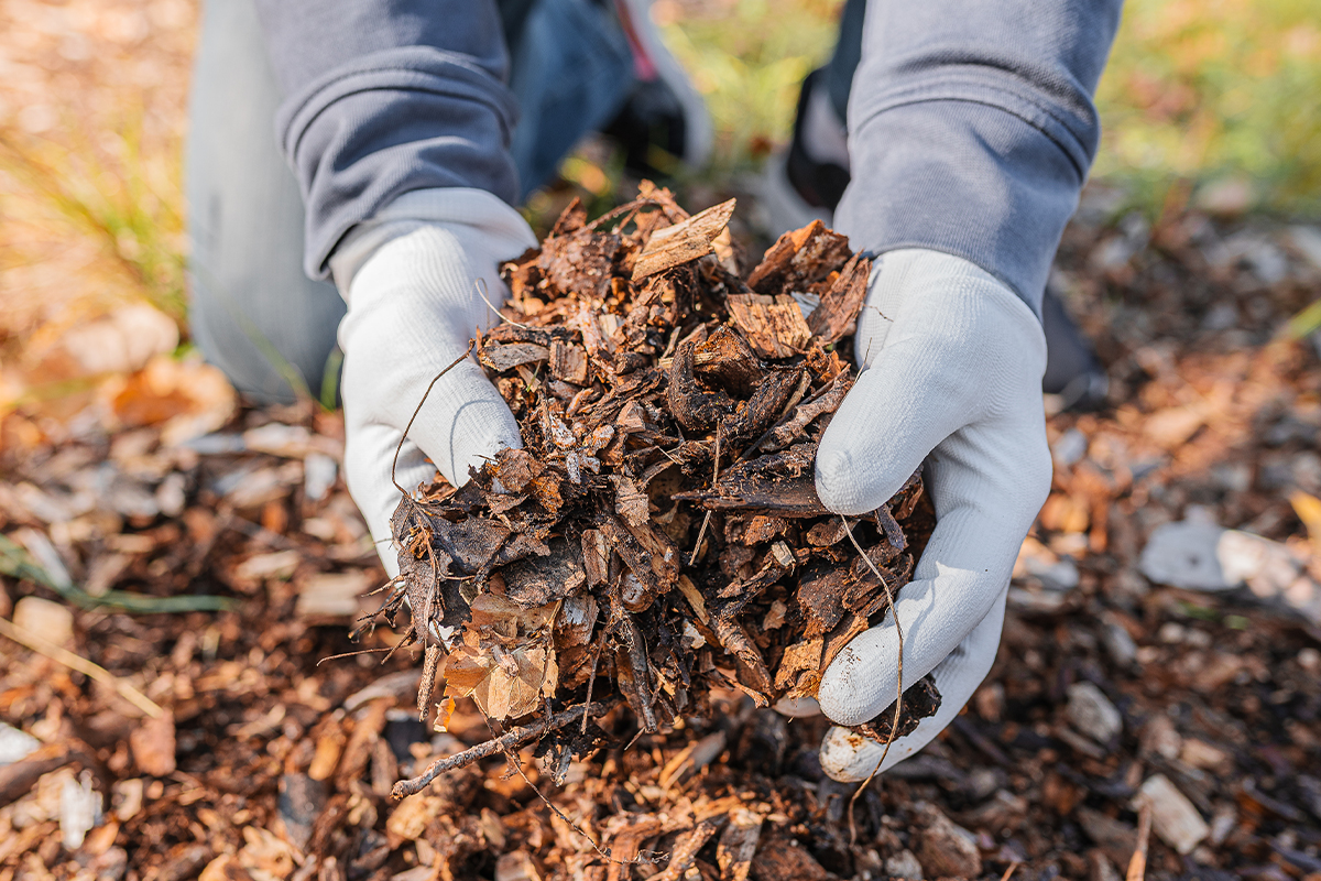 Bark Mulch