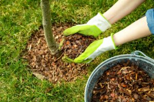 Bark Much for Garden
