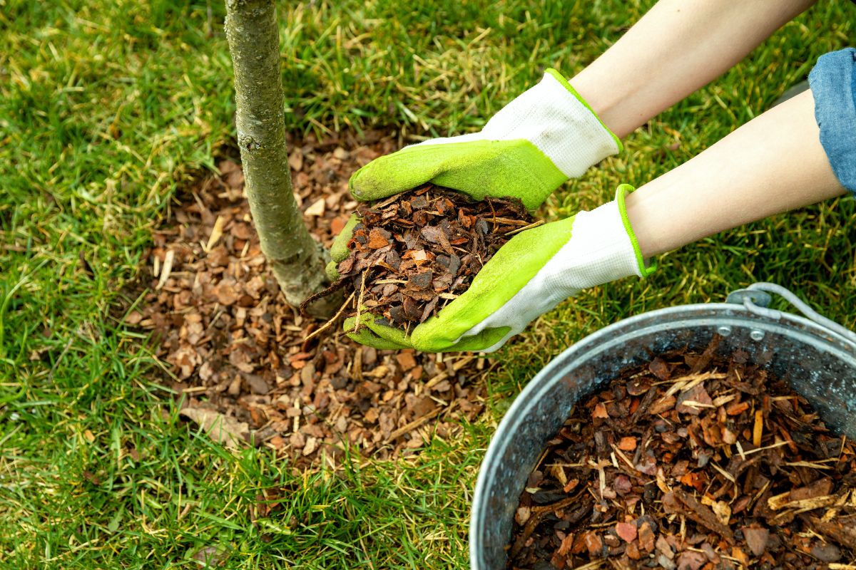 Bark Much for Garden