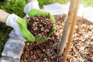Bark Mulch