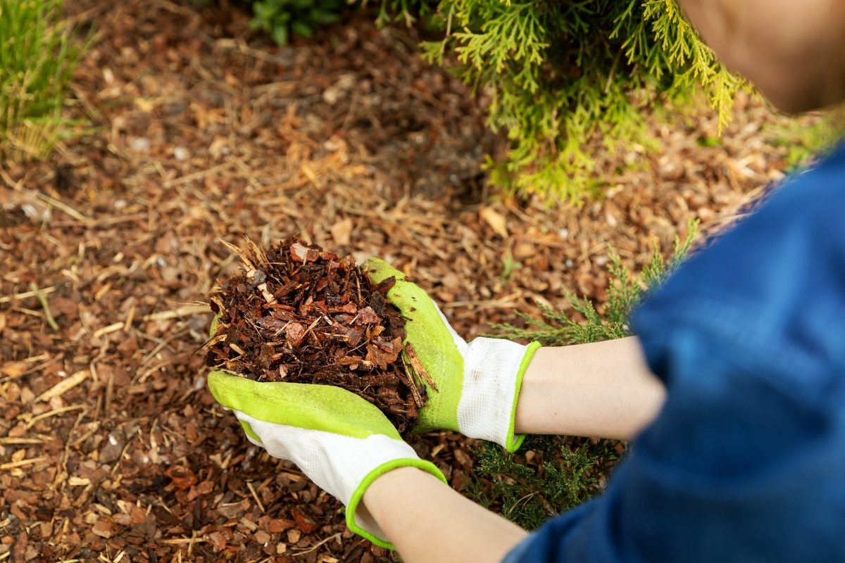 Bark Mulch